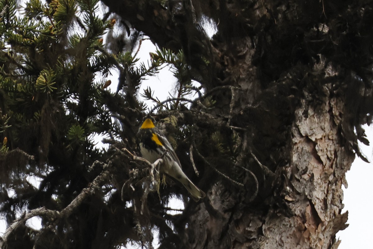 Paruline à croupion jaune (auduboni) - ML621172420
