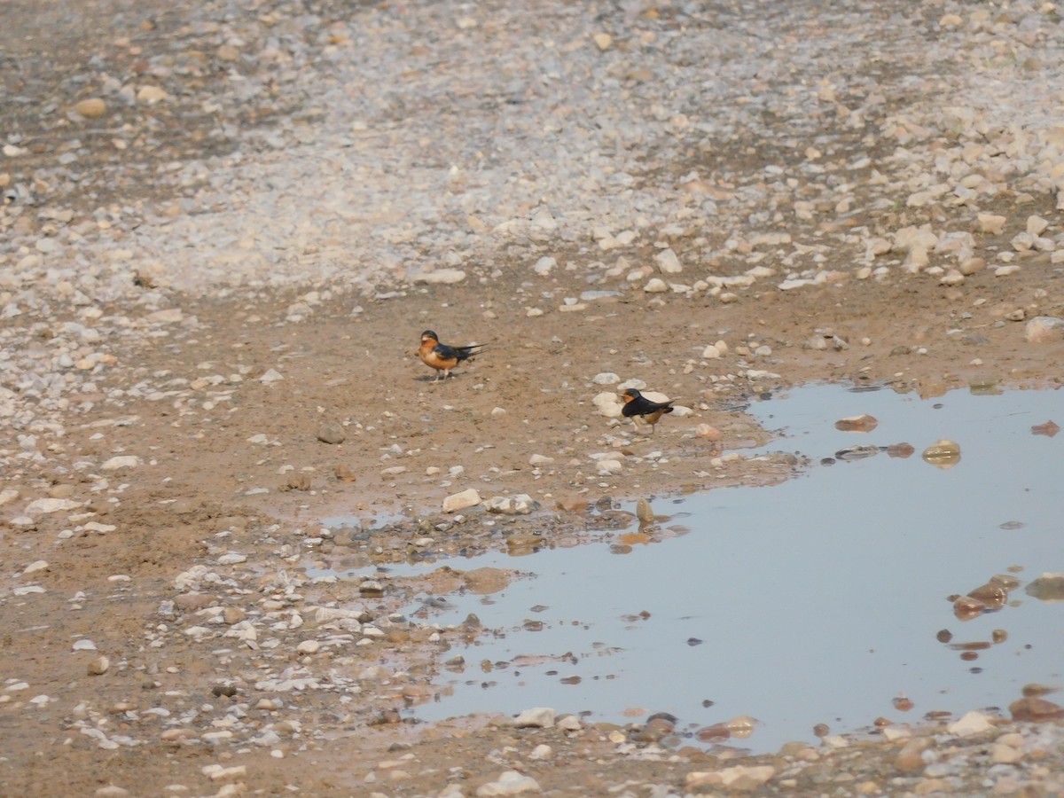 Barn Swallow - Charles Chu