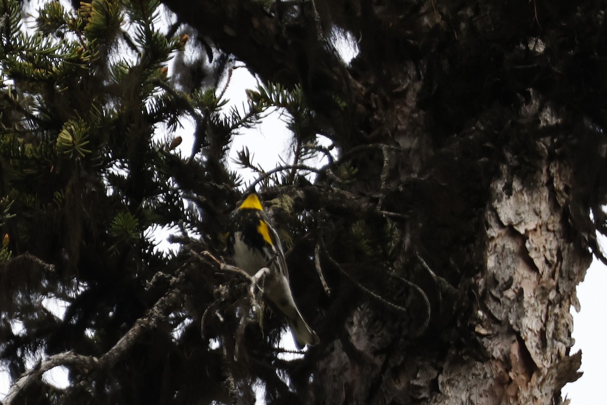 Yellow-rumped Warbler (Audubon's) - ML621172430