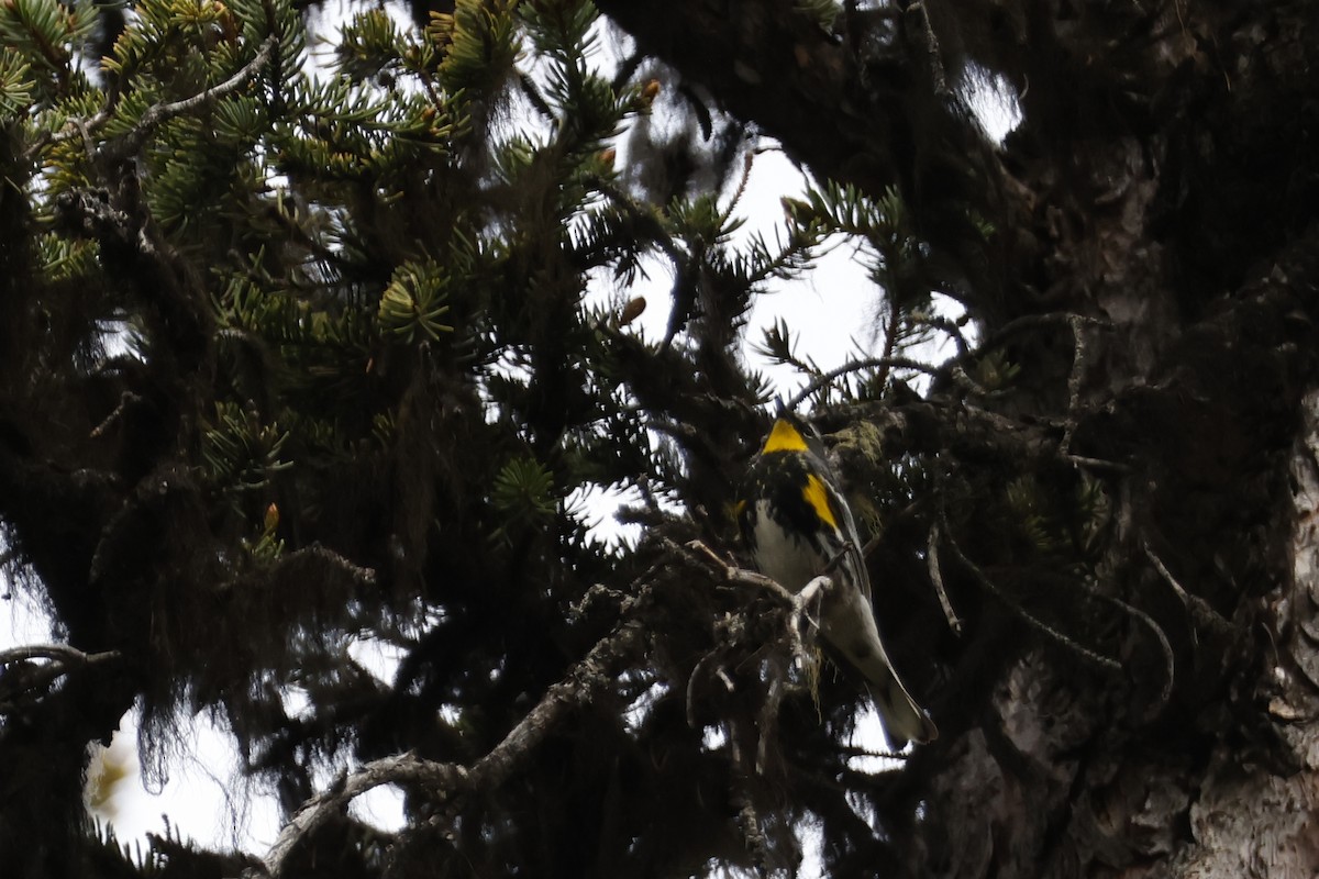 Yellow-rumped Warbler (Audubon's) - ML621172431