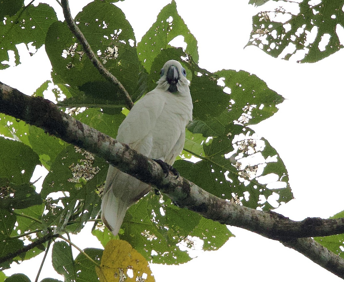 Cacatoès aux yeux bleus - ML621172433