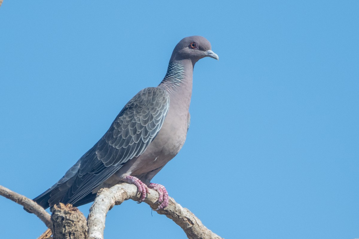 Pigeon picazuro - ML621172434