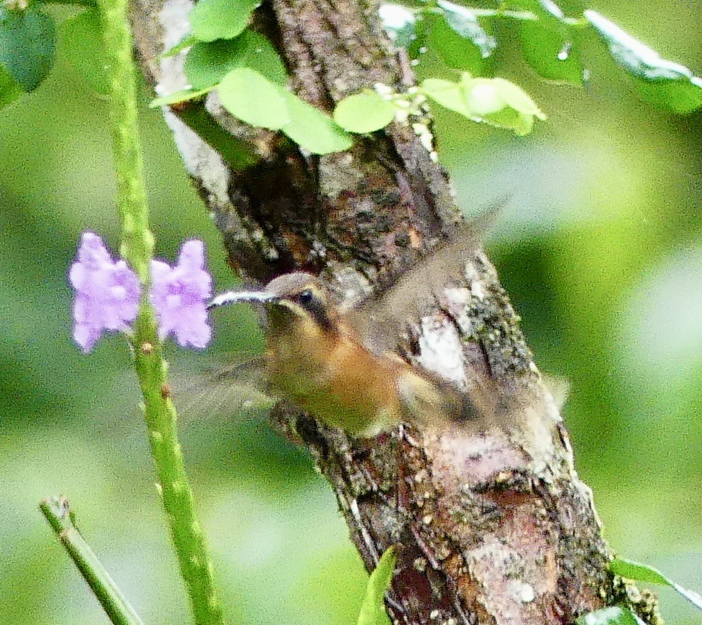 kolibřík proužkohrdlý - ML621172471