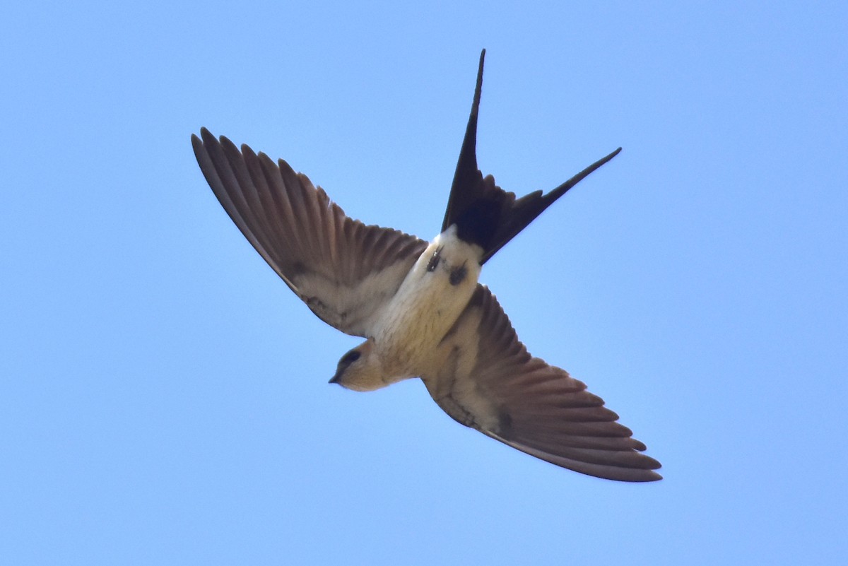 Red-rumped Swallow - ML621172495