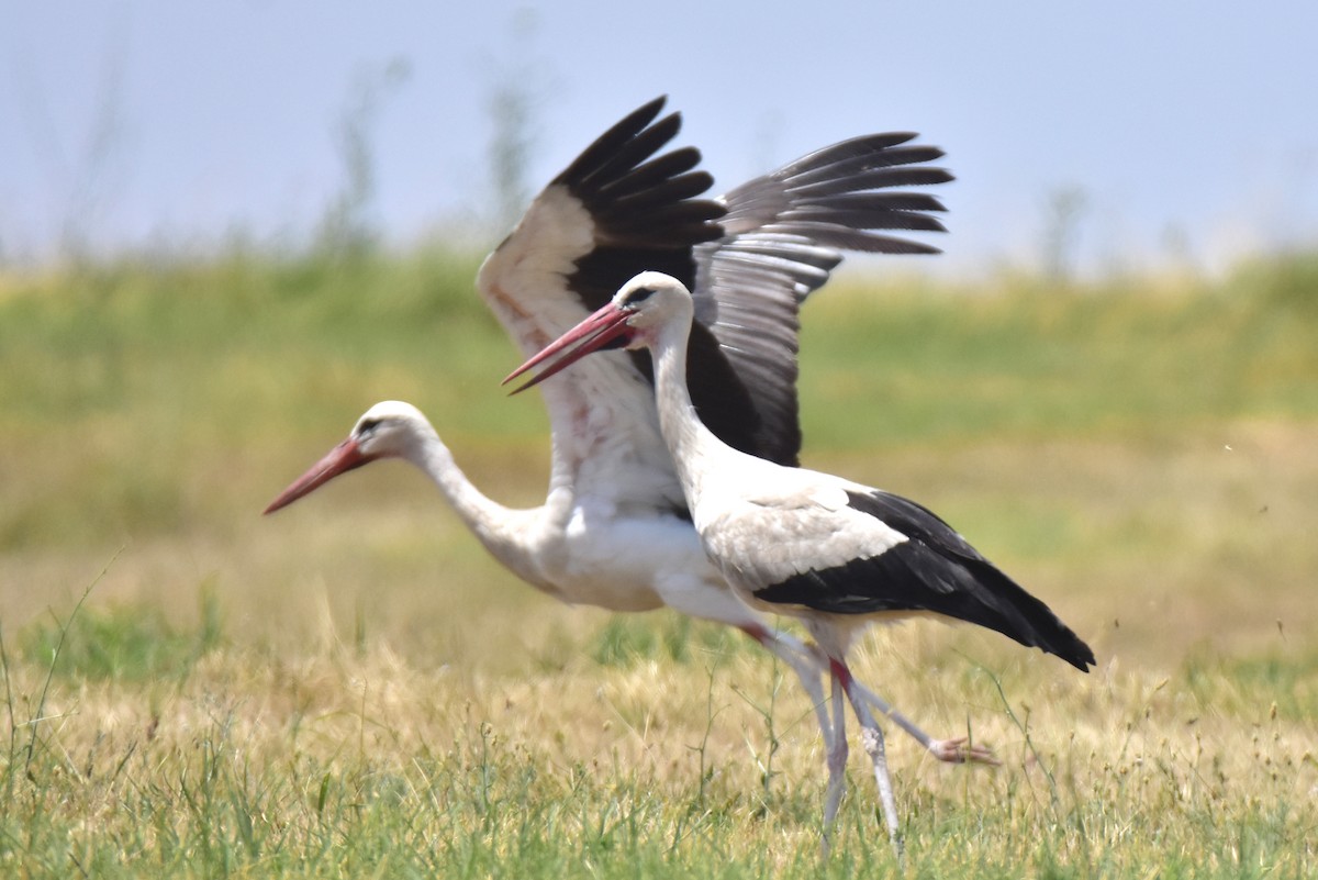 White Stork - ML621172513