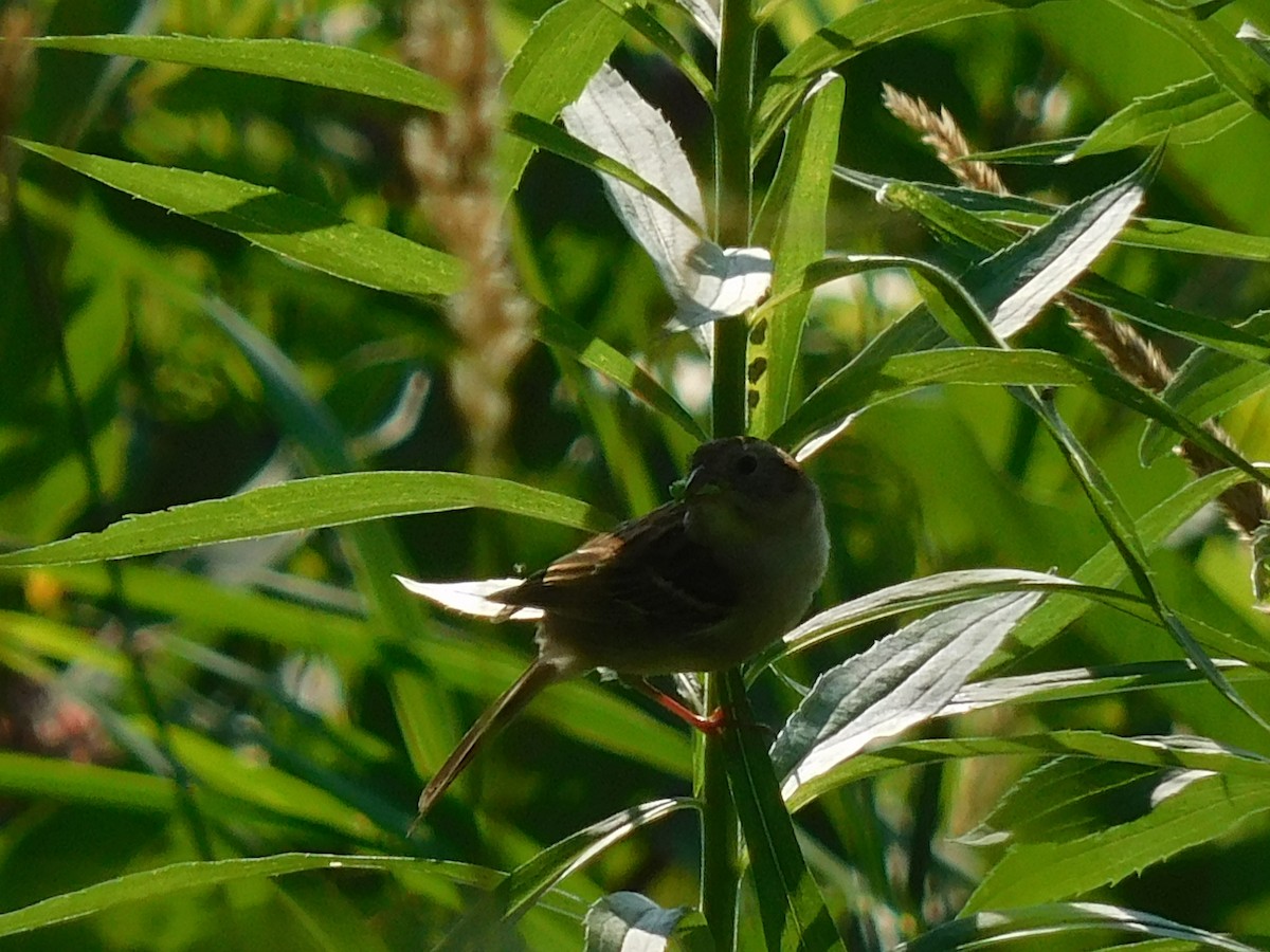 Field Sparrow - ML621172527