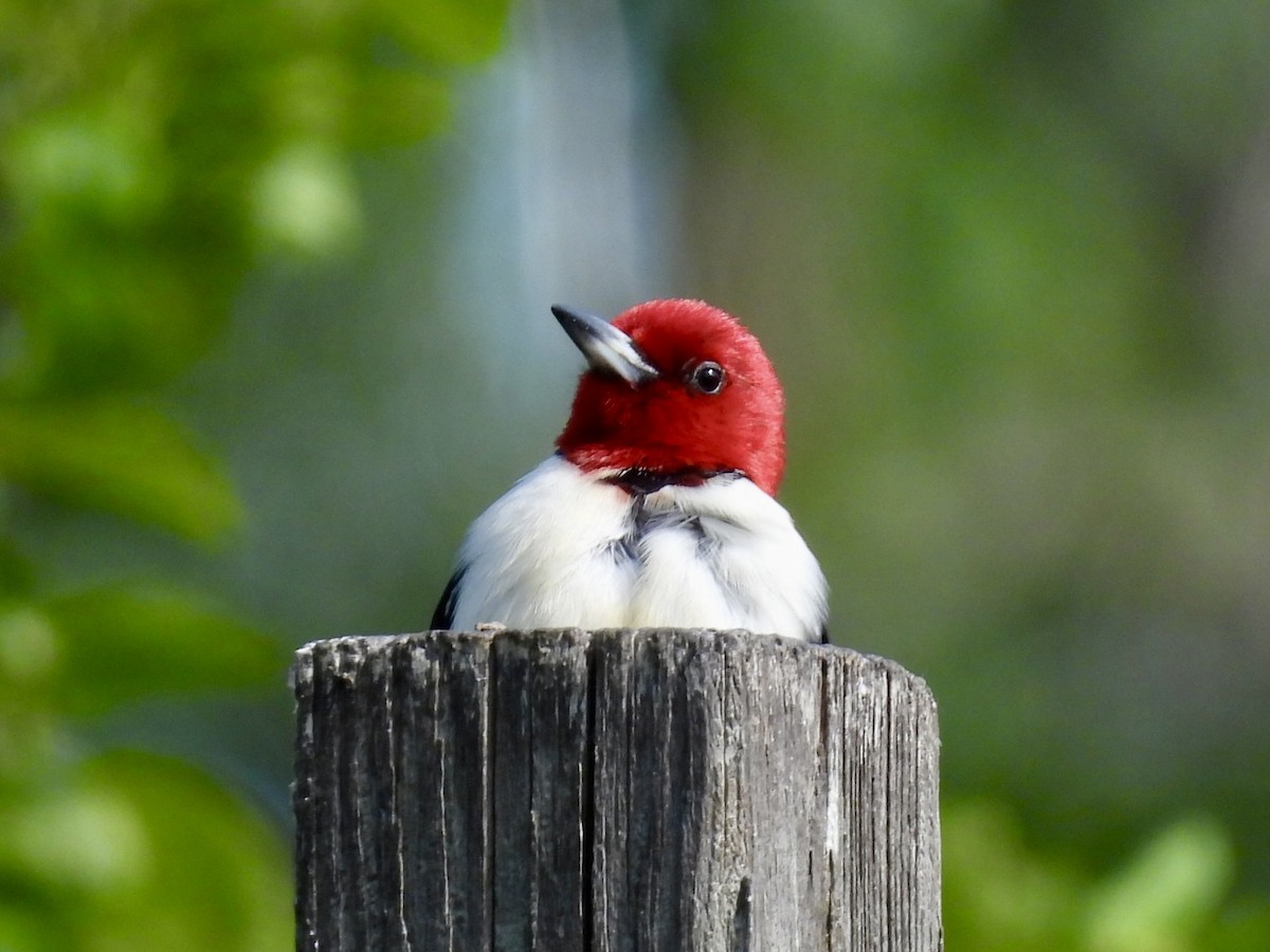 Red-headed Woodpecker - ML621172528