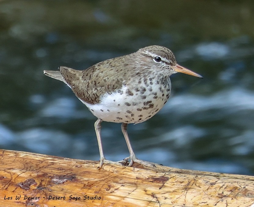 Spotted Sandpiper - ML621172555