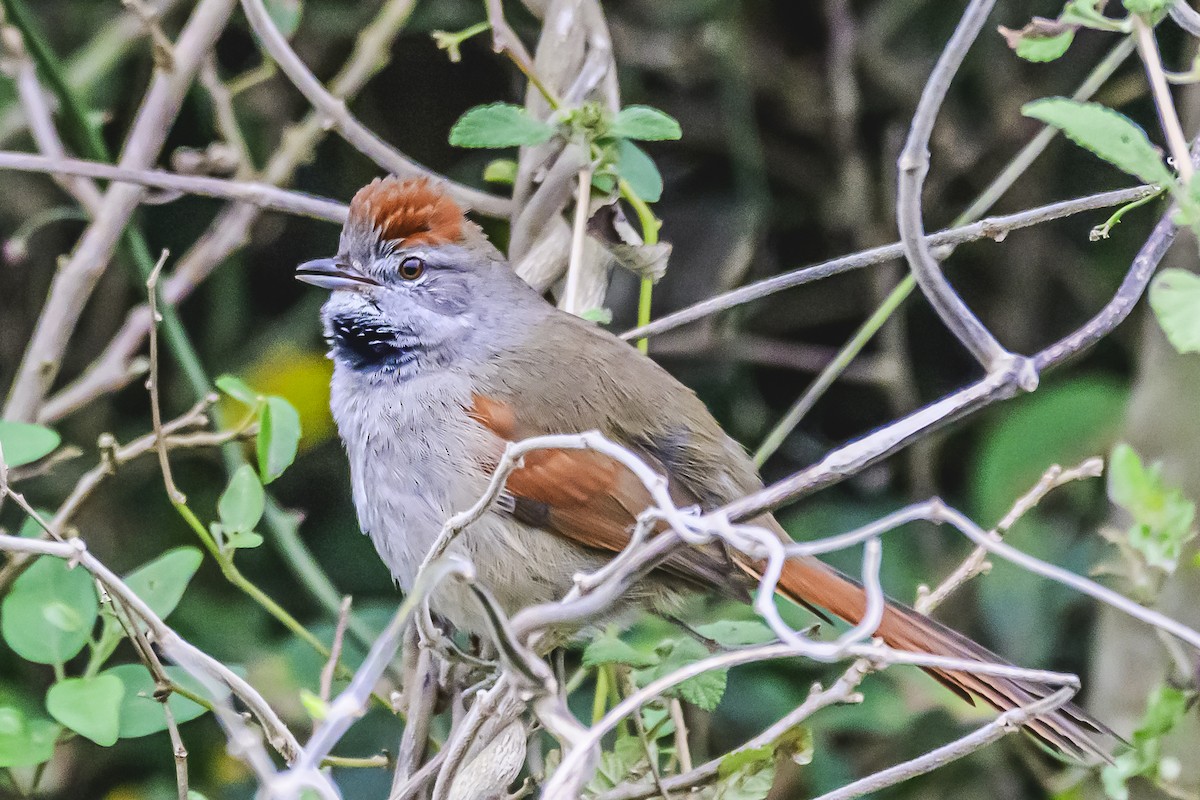 Sooty-fronted Spinetail - ML621172615