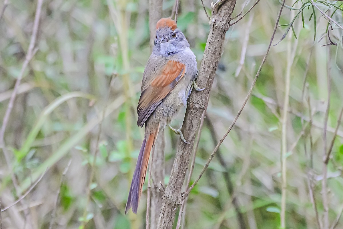 Sooty-fronted Spinetail - ML621172616