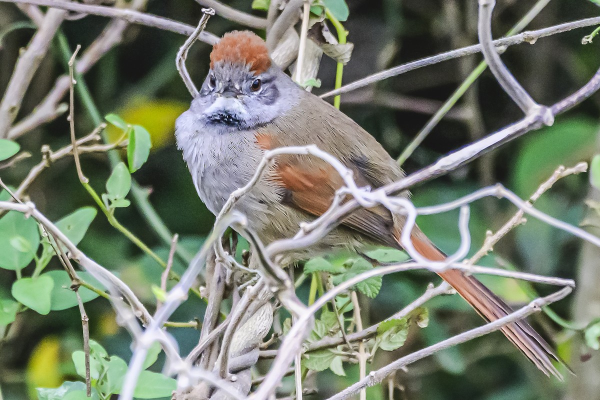 Sooty-fronted Spinetail - ML621172617