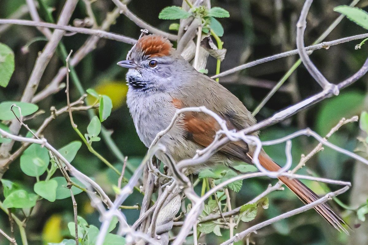 Sooty-fronted Spinetail - ML621172618