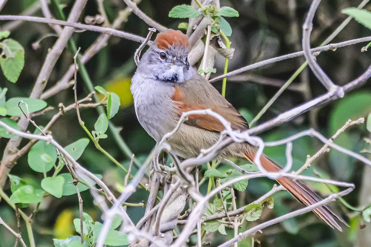 Sooty-fronted Spinetail - ML621172619
