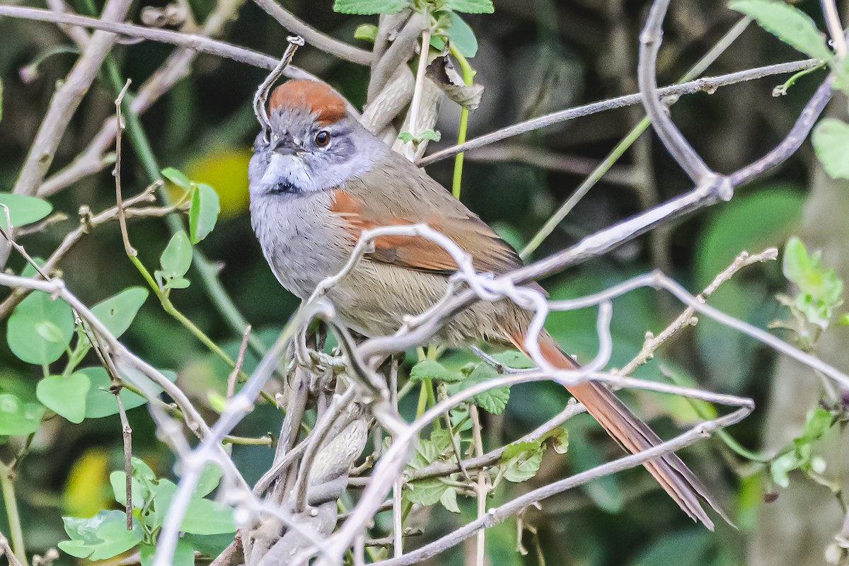 Sooty-fronted Spinetail - ML621172620
