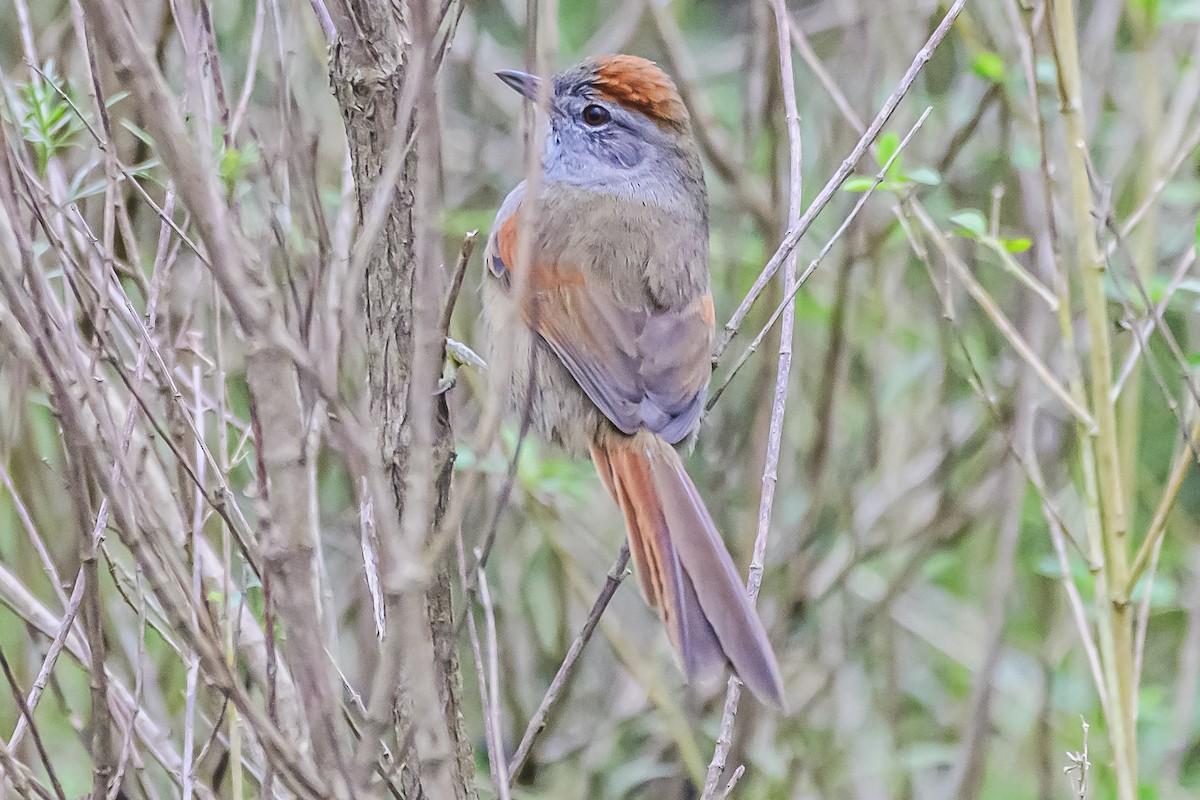 Sooty-fronted Spinetail - ML621172621