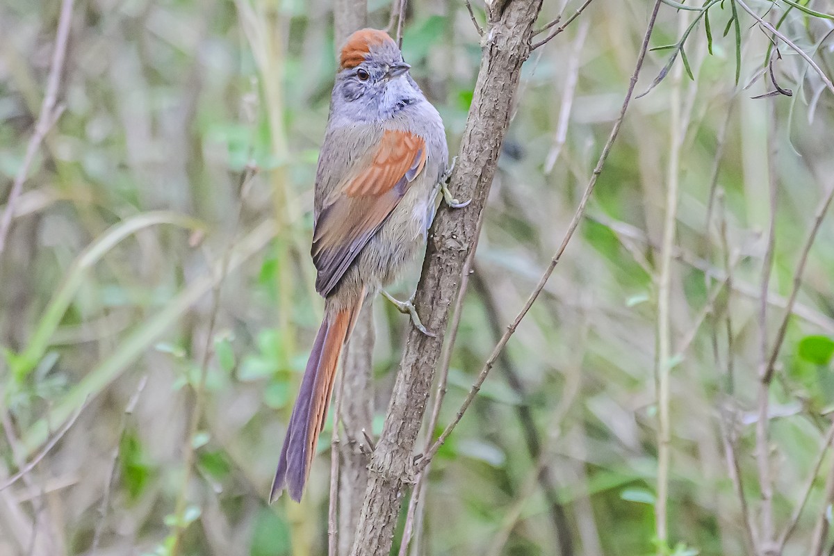 Sooty-fronted Spinetail - ML621172622