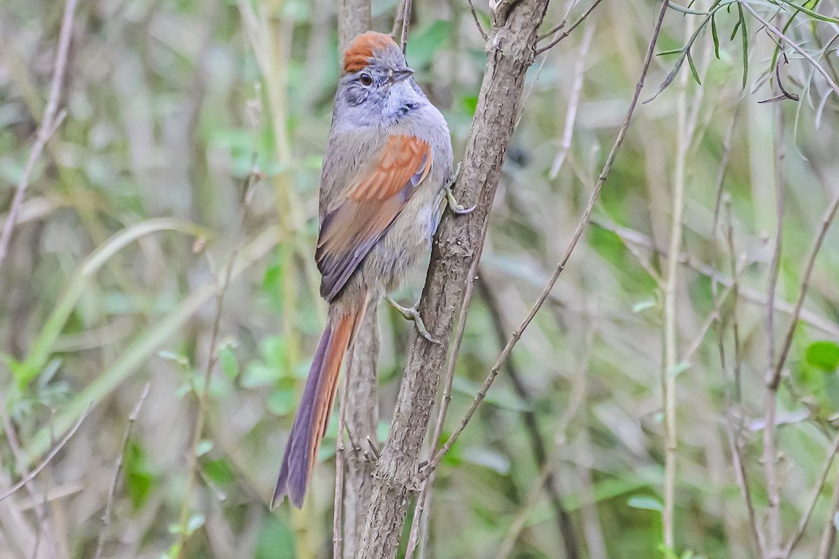Sooty-fronted Spinetail - ML621172623