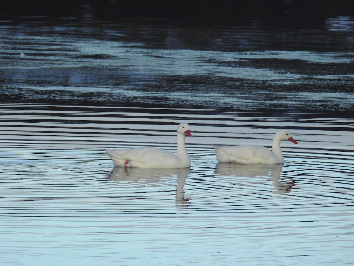 Coscoroba Swan - ML621172639