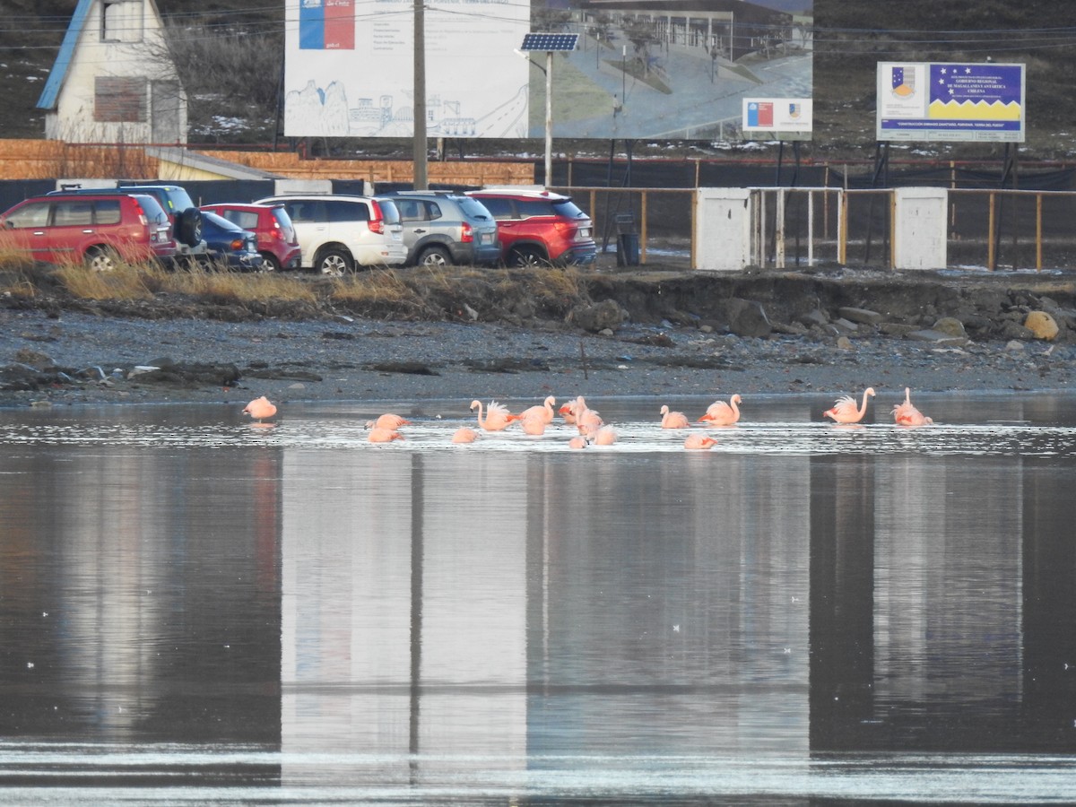 Chilean Flamingo - ML621172648