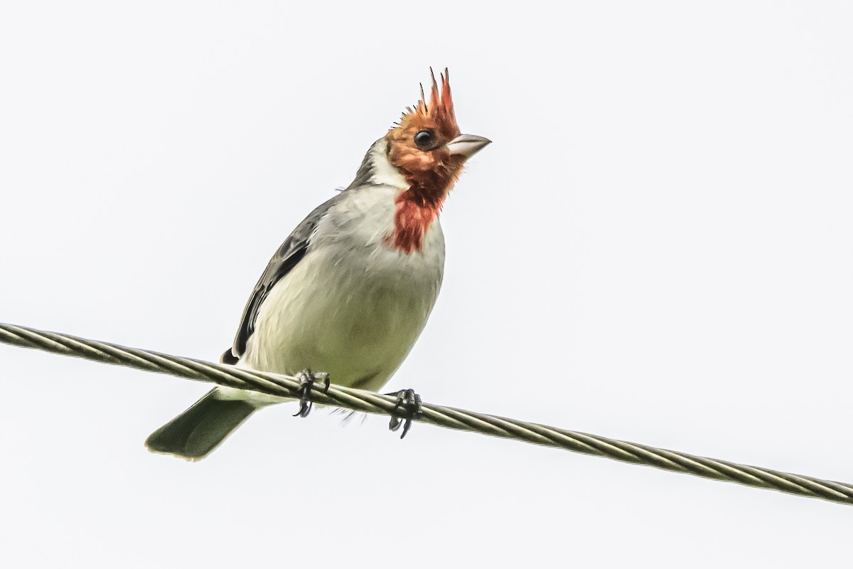 Red-crested Cardinal - ML621172761