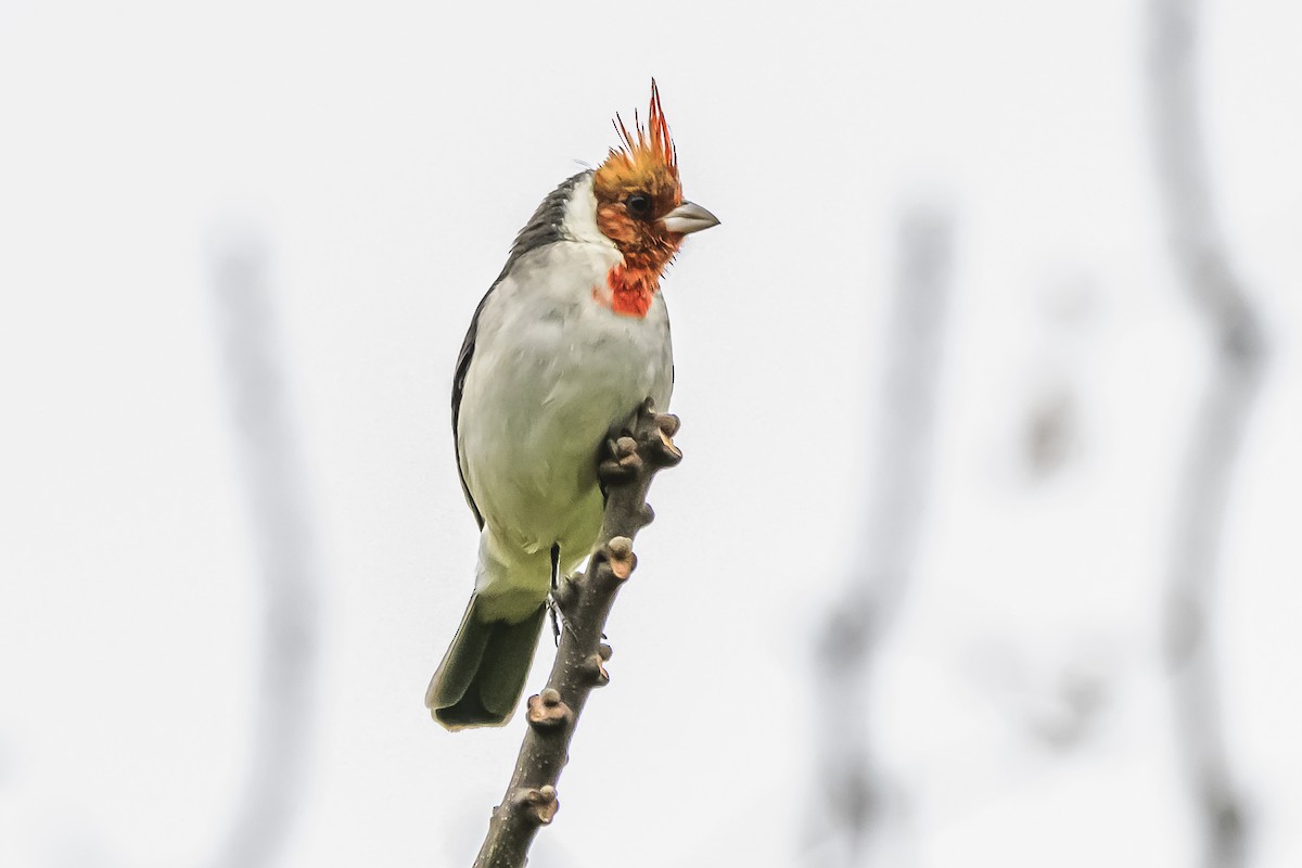 Red-crested Cardinal - ML621172762