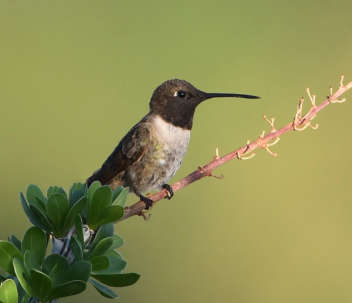 Black-chinned Hummingbird - ML621172773