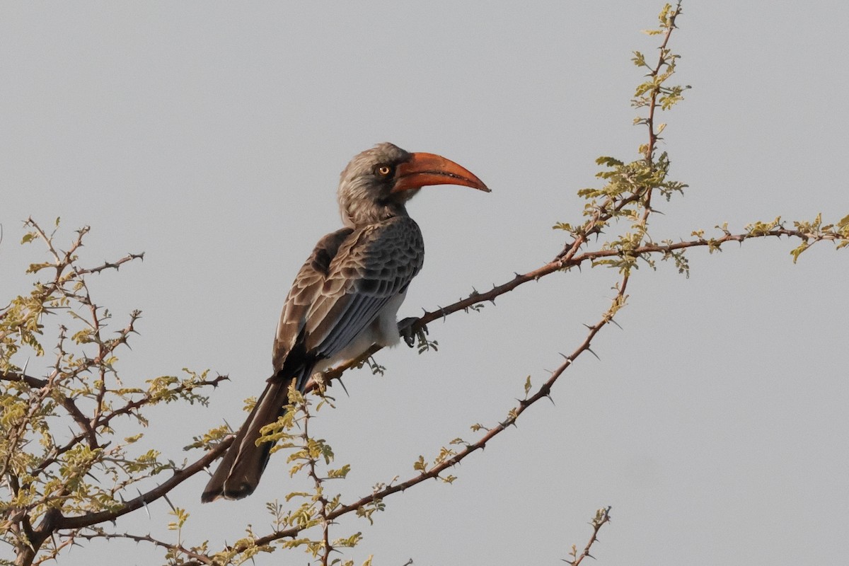 Bradfield's Hornbill - ML621172774