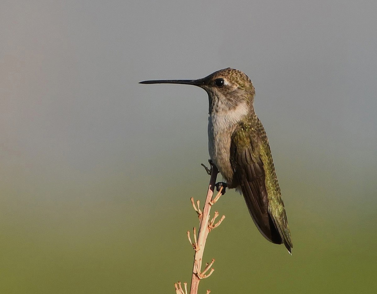Black-chinned Hummingbird - ML621172791