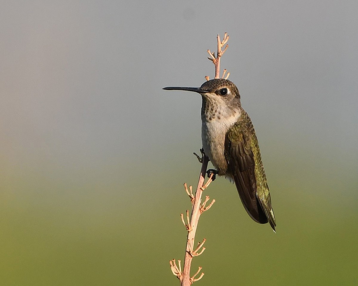 Black-chinned Hummingbird - ML621172804