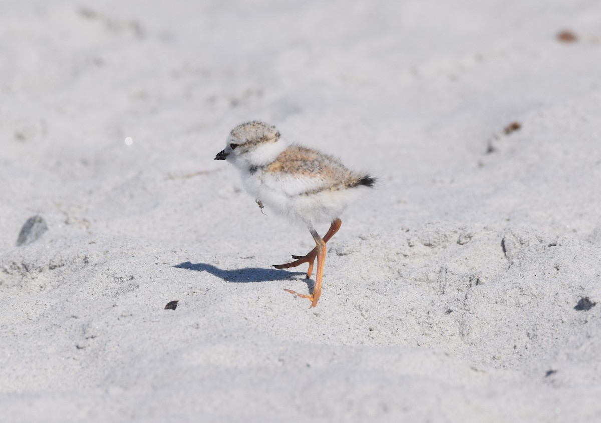 Piping Plover - ML621172810