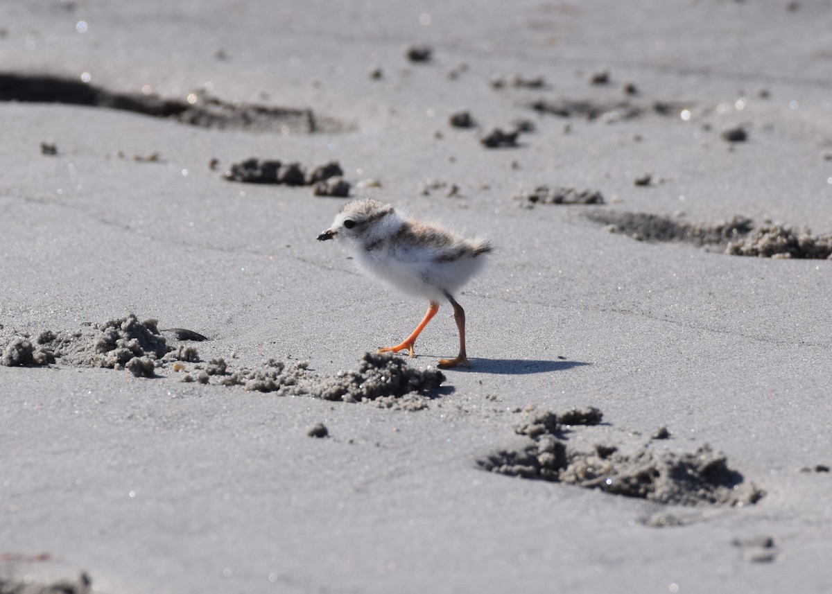 Piping Plover - ML621172811
