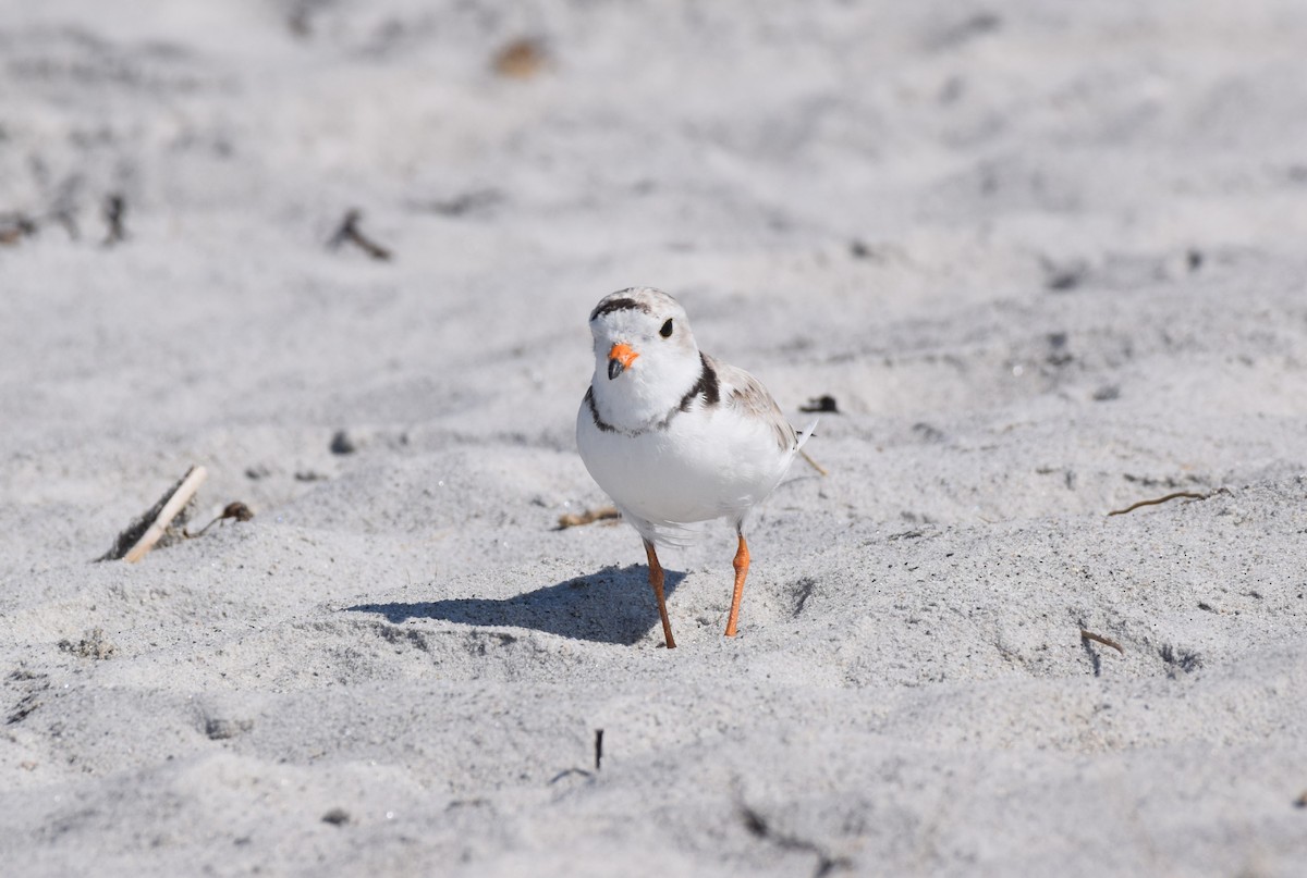Piping Plover - ML621172812