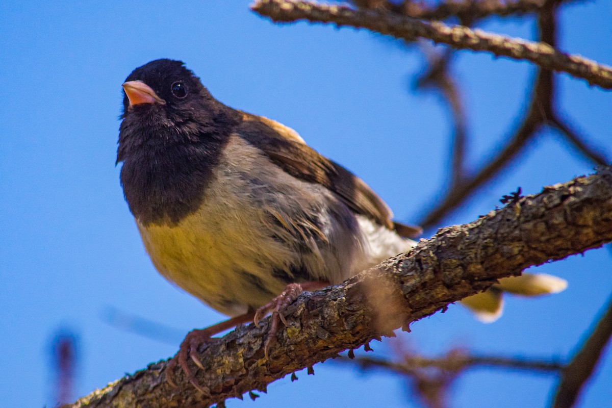 Junco ardoisé - ML621172816