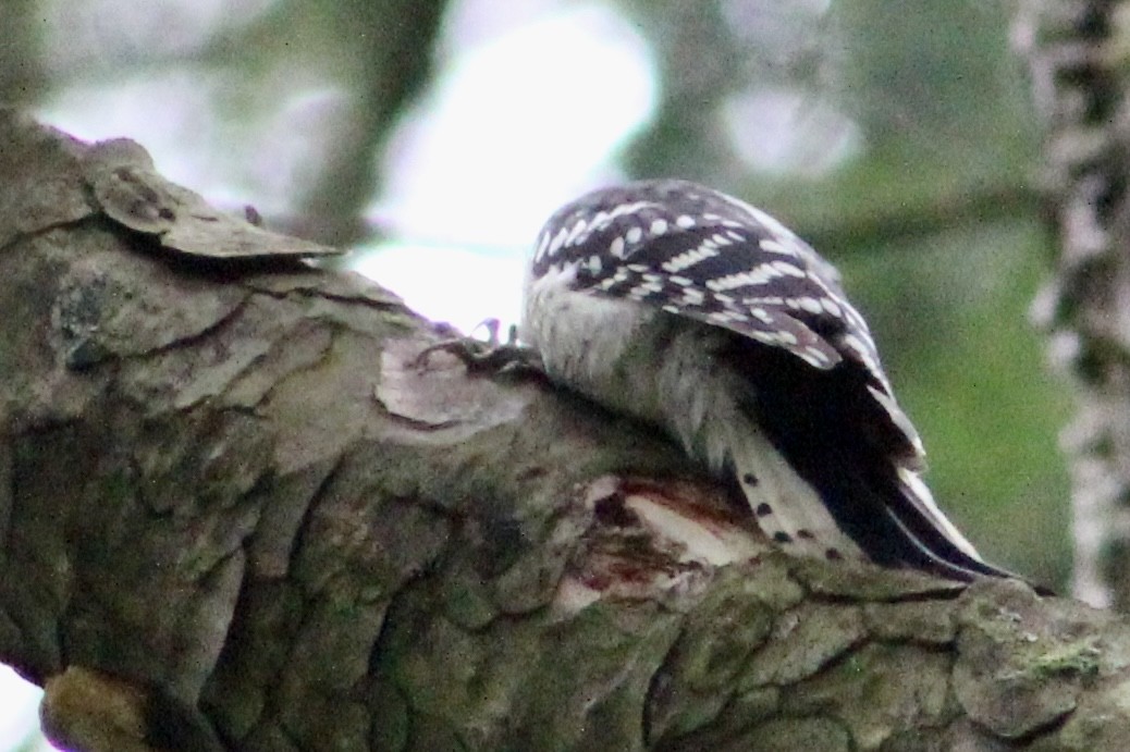 Downy Woodpecker (Eastern) - ML621172821