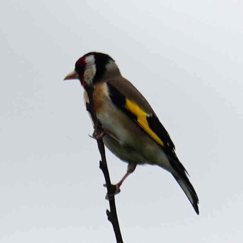 European Goldfinch - ML621172822