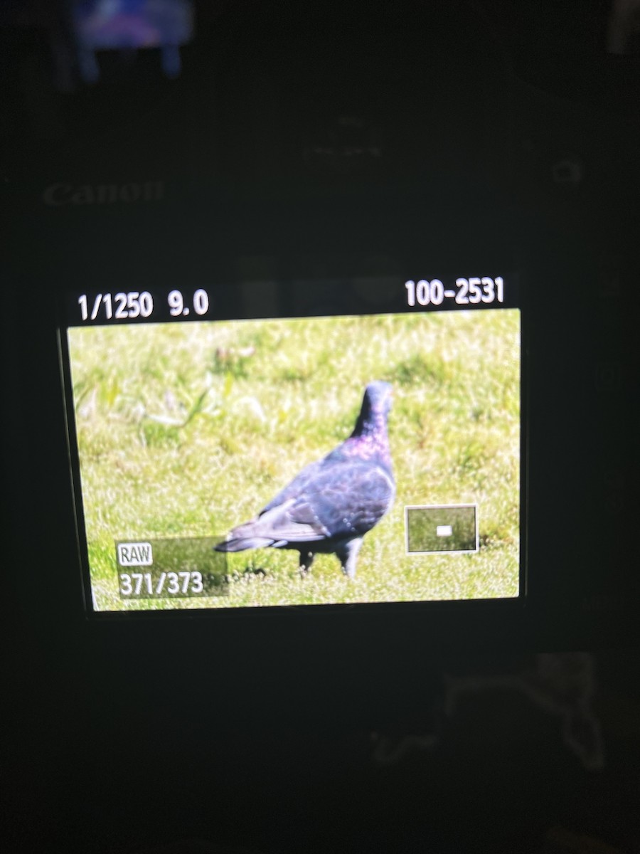 Rock Pigeon (Feral Pigeon) - ML621172833