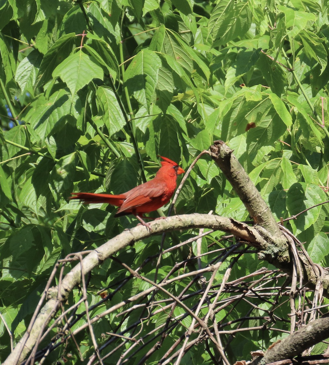 Cardinal rouge - ML621172834