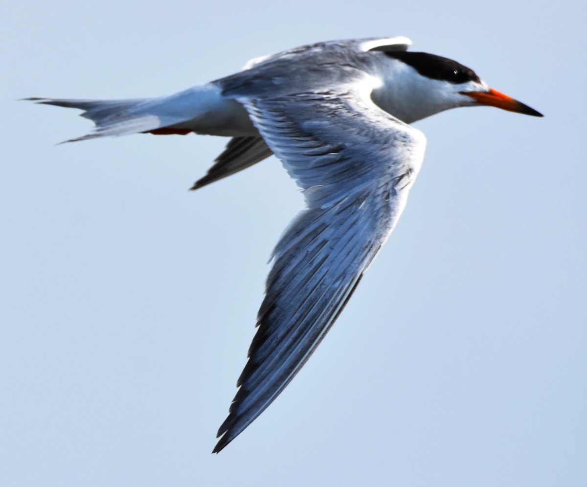 Common Tern - ML621172918