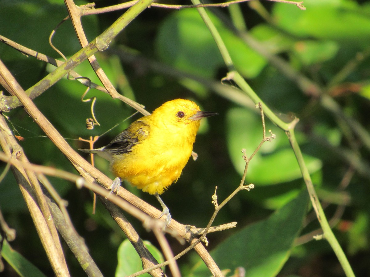 Prothonotary Warbler - ML621172926