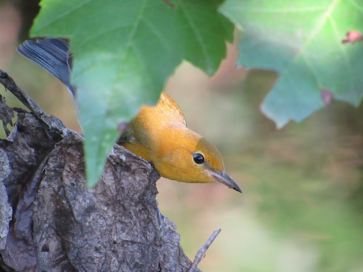 Prothonotary Warbler - ML621172931