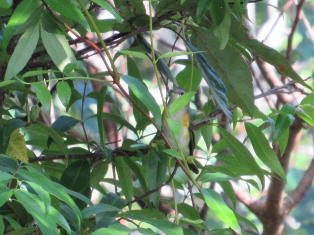 American Redstart - ML621172949