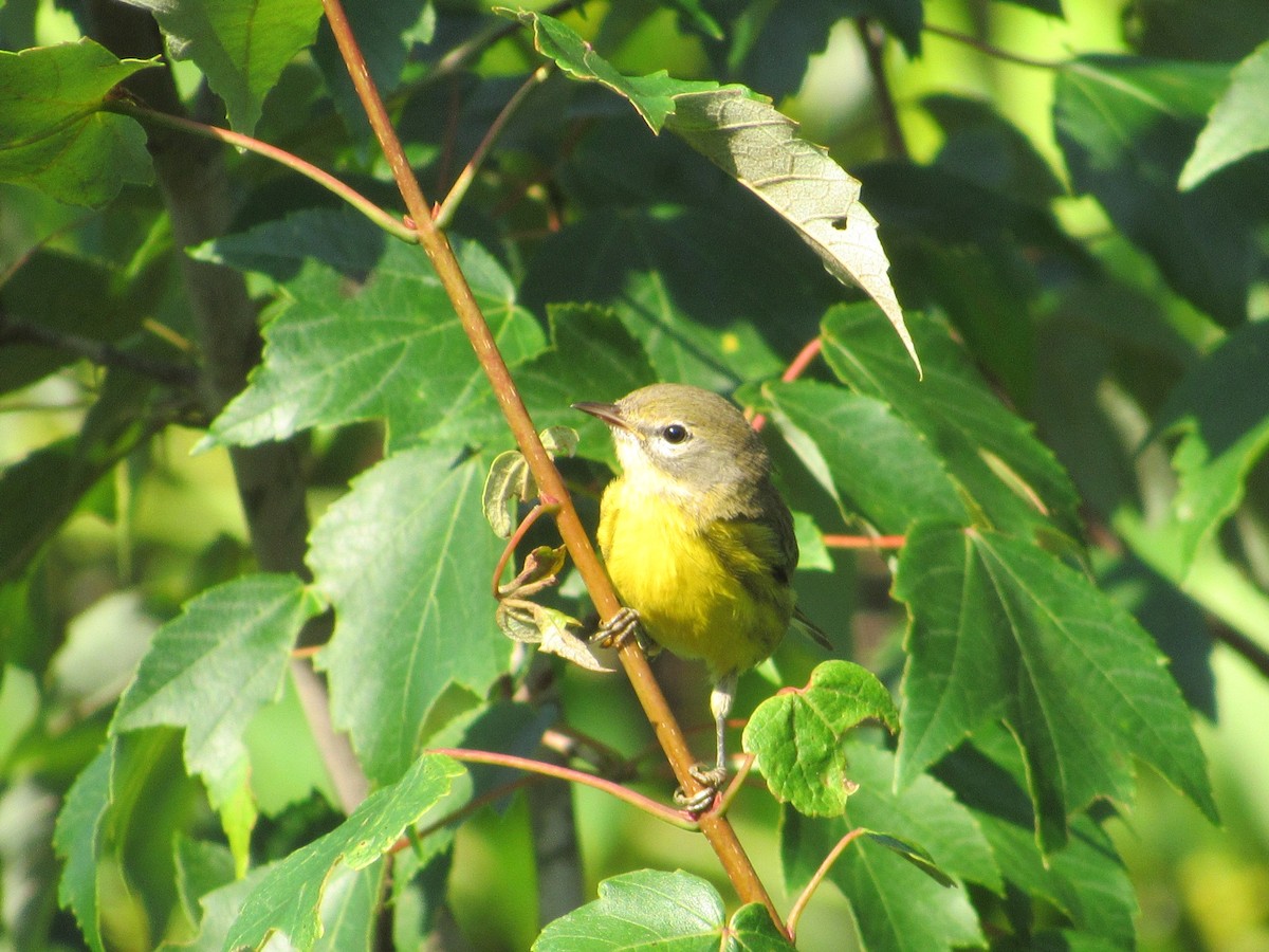 Prairie Warbler - Timothy Blanchard