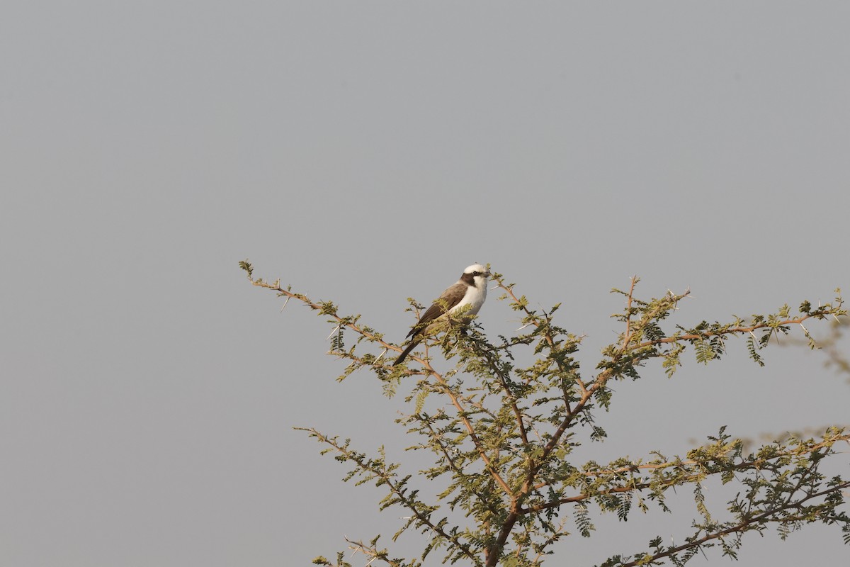 White-crowned Shrike - ML621172982