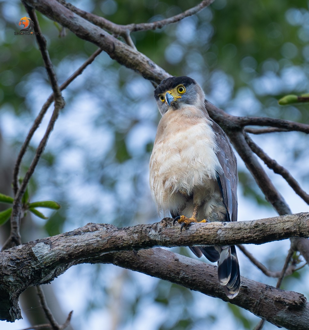 Nicobar Serpent-Eagle - ML621173007