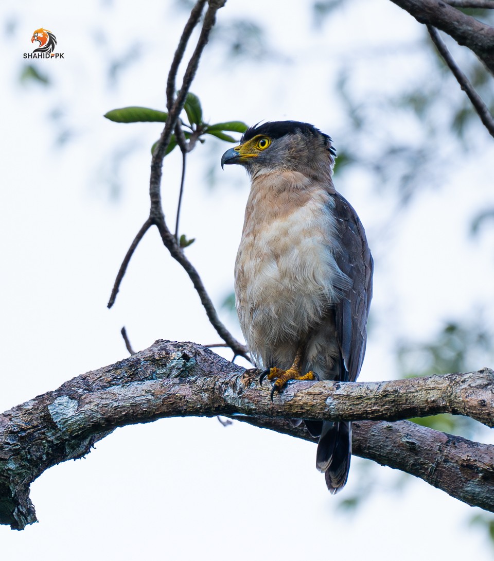 Nicobar Serpent-Eagle - ML621173008