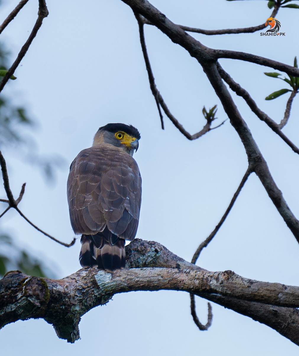 Nicobar Serpent-Eagle - ML621173009