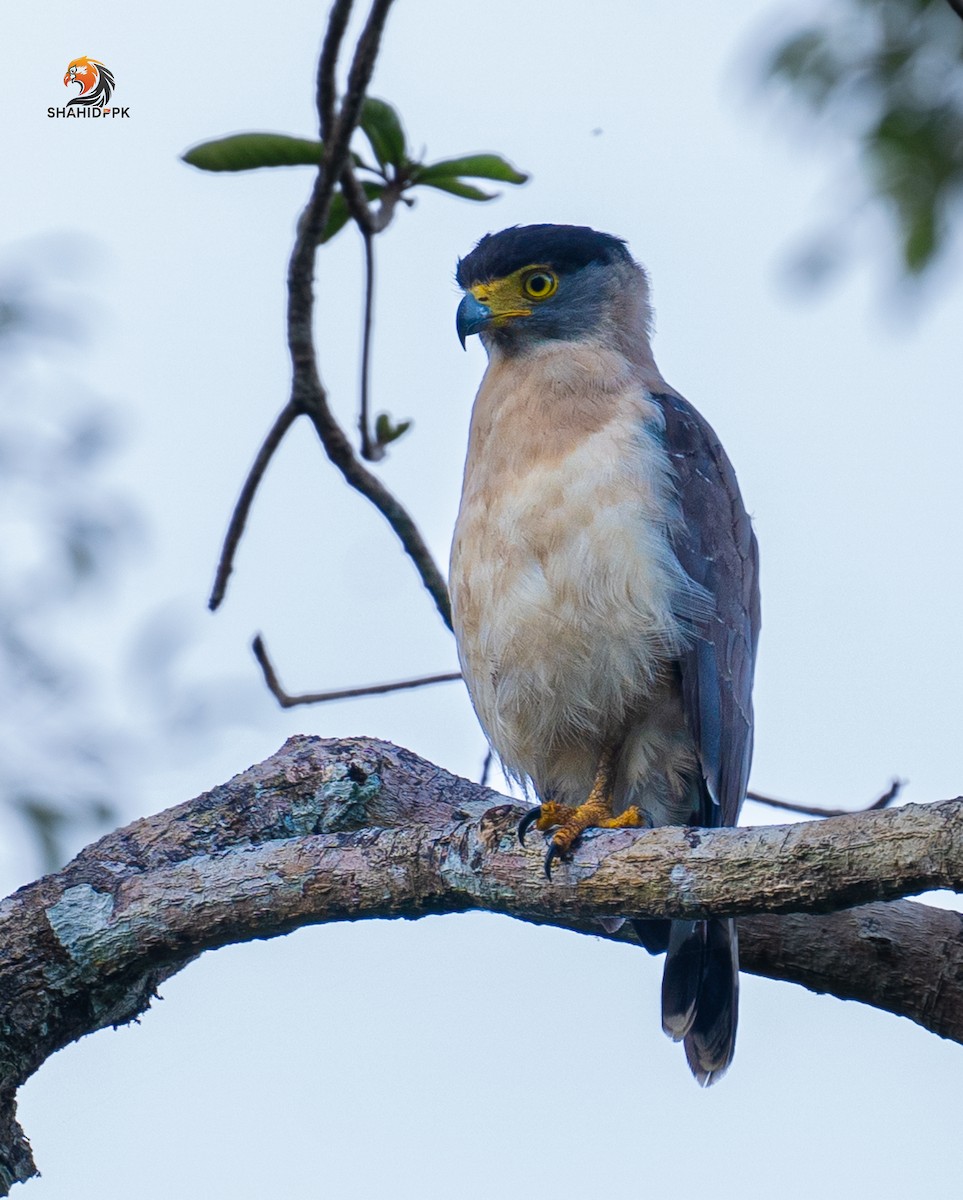 Nicobar Serpent-Eagle - ML621173010