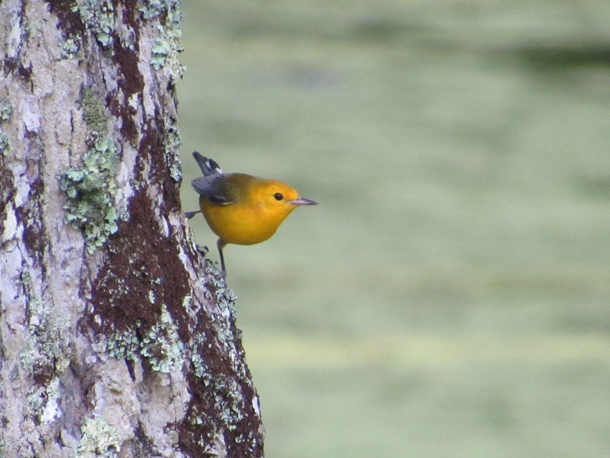Prothonotary Warbler - ML621173027