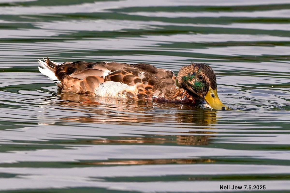 Mallard - Neli Jo