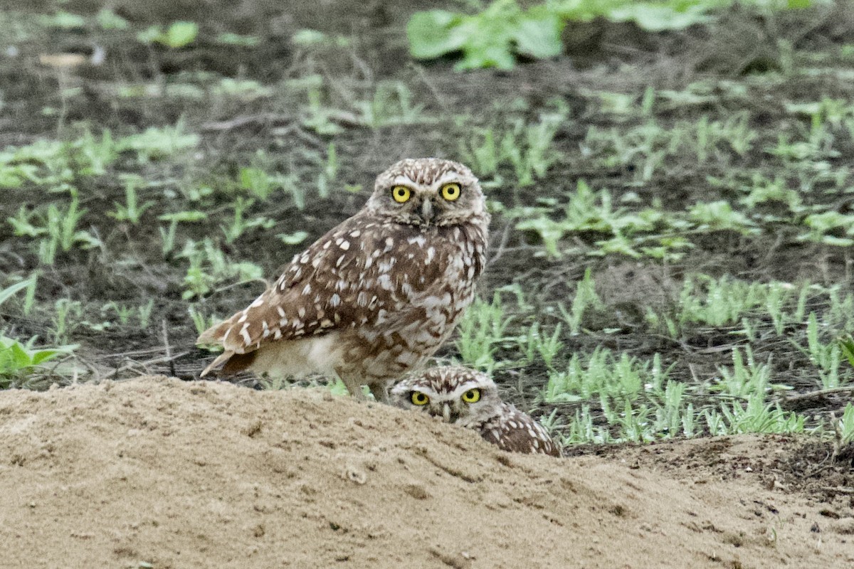 Burrowing Owl - ML621173076